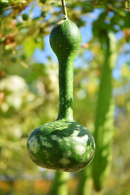 포토 JPG 주간 식물 열매 채소 자연 호박 사람없음 야외 아웃포커스 박 국내포토 자연요소 촬영기법 생태계 파일형식