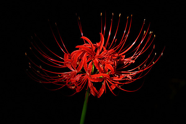 포토 JPG 식물 꽃 한송이 자연 근접촬영 사람없음 야외 빨간색 야간 국내포토 자연요소 1 뷰포인트 컬러 생태계 송이 파일형식