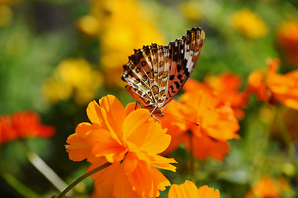 포토 JPG 주간 식물 동물 한마리 꽃 나비 곤충 자연 근접촬영 사람없음 야외 아웃포커스 주황색 국내포토 자연요소 1 뷰포인트 컬러 촬영기법 생태계 파일형식