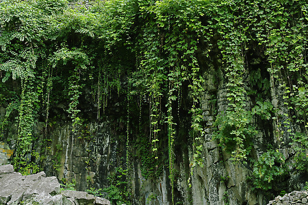 포토 JPG 주간 나무 식물 백그라운드 자연 사람없음 야외 초록색 암석 바위 국내포토 자연요소 컬러 돌_바위 생태계 파일형식