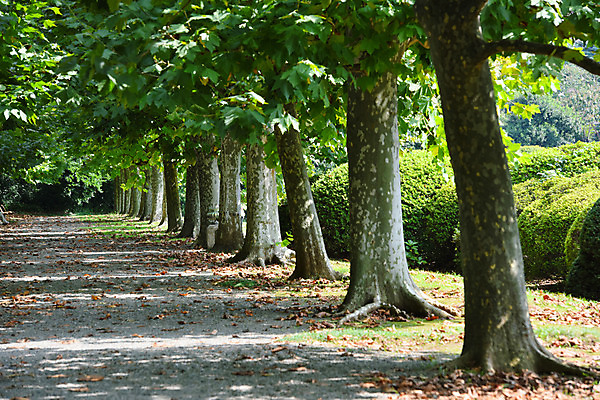포토 JPG 주간 나무 식물 낙엽 자연 사람없음 야외 일본 산책로 가을 가로수 국내포토 자연요소 계절 아시아 길 잎 생태계 파일형식