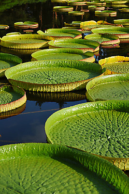 포토 JPG 주간 식물 백그라운드 잎 자연 사람없음 야외 초록색 연못 연잎 국내포토 자연요소 컬러 생태계 파일형식