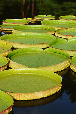 포토 JPG 주간 식물 백그라운드 잎 자연 사람없음 야외 초록색 연못 연잎 국내포토 자연요소 컬러 생태계 파일형식