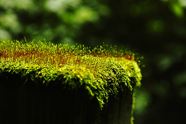 포토 JPG 식물 자연 이끼 근접촬영 사람없음 야외 아웃포커스 초록색 풀 국내포토 뷰포인트 컬러 촬영기법 생태계 파일형식