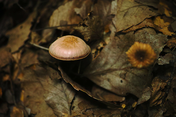 포토 JPG 식물 낙엽 잎 자연 나뭇잎 근접촬영 사람없음 야외 아웃포커스 버섯 가을 국내포토 계절 뷰포인트 촬영기법 생태계 파일형식