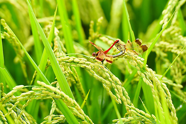 포토 JPG 주간 식물 동물 곤충 두마리 자연 풍경 근접촬영 사람없음 야외 아웃포커스 벼 잠자리 이삭 짝짓기 국내포토 자연요소 뷰포인트 2 곡류 촬영기법 생태계 파일형식