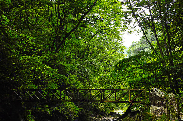 포토 JPG 주간 나무 자연 풍경 사람없음 야외 계곡 일본 숲 가교 국내포토 자연요소 식물 건축물 아시아 생태계 파일형식
