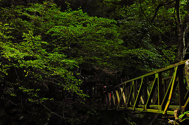 포토 JPG 주간 나무 자연 풍경 사람없음 야외 일본 숲 가교 국내포토 자연요소 식물 건축물 아시아 생태계 파일형식