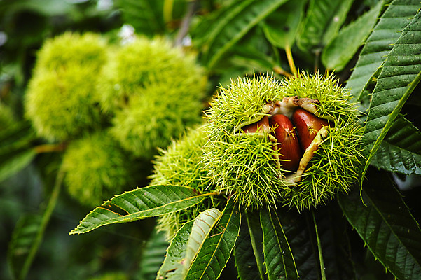포토 JPG 주간 식물 자연 나뭇잎 풍경 근접촬영 사람없음 야외 아웃포커스 초록색 밤 밤송이 밤나무 국내포토 자연요소 나무 뷰포인트 컬러 잎 촬영기법 견과류 밤_견과류 생태계 파일형식