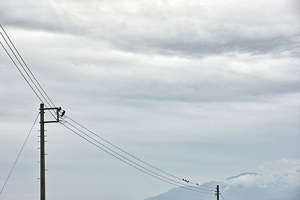 포토 JPG 주간 구름 자연 조류 하늘 산 풍경 사람없음 야외 일본 전선 전봇대 국내포토 자연요소 동물 공공시설 아시아 생태계 파일형식