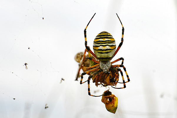 포토 JPG 동물 한마리 곤충 자연 근접촬영 사람없음 야외 거미줄 거미 국내포토 1 뷰포인트 생태계 파일형식