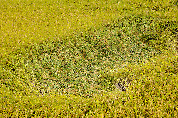 포토 JPG 주간 식물 백그라운드 자연 풍경 초원 사람없음 야외 농경지 농사 일본 벼 국내포토 자연요소 아시아 농업 곡류 농장 생태계 파일형식