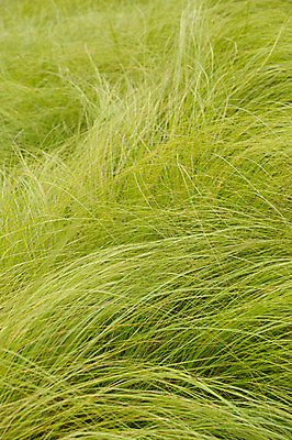 포토 JPG 주간 백그라운드 자연 풍경 초원 사람없음 야외 초록색 일본 풀 국내포토 자연요소 식물 아시아 컬러 생태계 파일형식