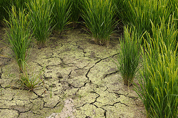 포토 JPG 주간 식물 자연 논 풍경 사람없음 야외 농경지 일본 균열 땅 가뭄 모내기 국내포토 자연요소 아시아 농업 모션 날씨 농장 생태계 파일형식