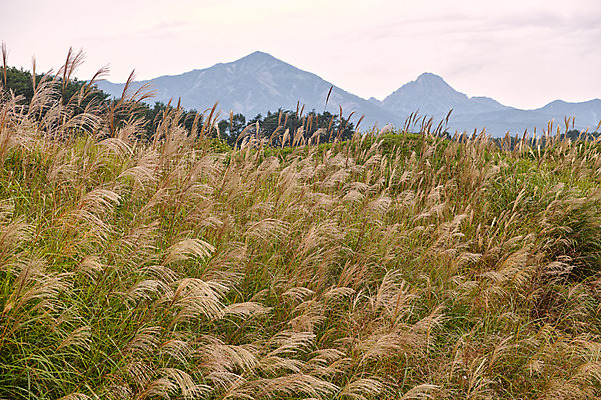 포토 JPG 주간 식물 자연 산 풍경 사람없음 야외 가을풍경 일본 가을 갈대밭 국내포토 자연요소 계절 아시아 생태계 파일형식 가을_계절 갈대_식물