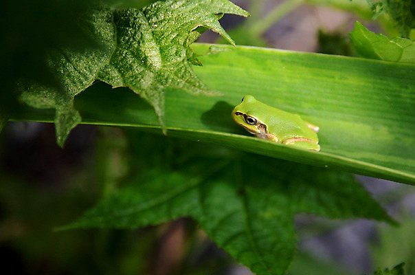 포토 JPG 주간 식물 동물 한마리 잎 자연 나뭇잎 양서류 풍경 근접촬영 사람없음 야외 아웃포커스 초록색 청개구리 국내포토 자연요소 1 뷰포인트 컬러 촬영기법 개구리 생태계 파일형식