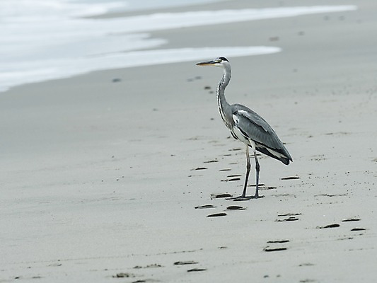 포토 JPG 주간 동물 한마리 자연 조류 풍경 해변 사람없음 야외 아웃포커스 발자국 왜가리 국내포토 자연요소 1 바다 자국 촬영기법 생태계 파일형식