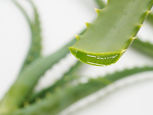포토 JPG 식물 단면 실내 근접촬영 사람없음 아웃포커스 초록색 즙 알로에 국내포토 뷰포인트 컬러 촬영기법 내부 파일형식