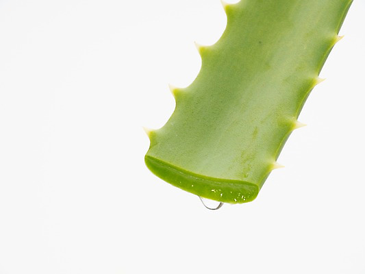 포토 JPG 식물 단면 실내 근접촬영 사람없음 초록색 즙 알로에 국내포토 뷰포인트 컬러 내부 파일형식