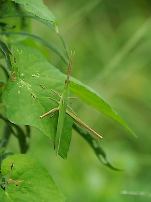 포토 JPG 주간 동물 한마리 잎 자연 풍경 근접촬영 사람없음 야외 아웃포커스 초록색 메뚜기 국내포토 자연요소 식물 1 뷰포인트 컬러 곤충 촬영기법 생태계 파일형식