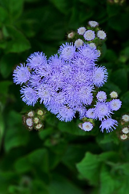 포토 JPG 식물 꽃 여러송이 잎 자연 풍경 근접촬영 사람없음 야외 아웃포커스 보라색 국내포토 뷰포인트 컬러 다수 촬영기법 생태계 파일형식