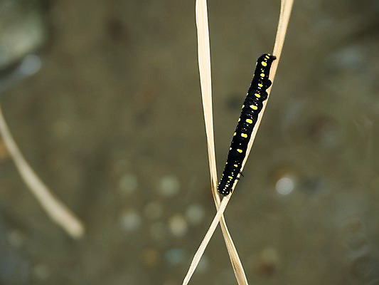 포토 JPG 주간 동물 한마리 곤충 잎 자연 풍경 근접촬영 사람없음 야외 아웃포커스 애벌레 국내포토 자연요소 식물 1 뷰포인트 촬영기법 벌레 생태계 파일형식