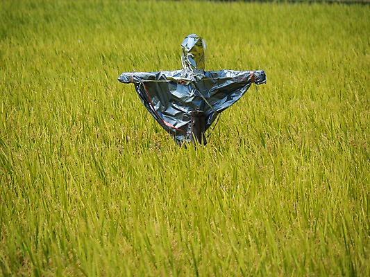 포토 JPG 주간 식물 자연 논 풍경 초원 사람없음 야외 농경지 농사 일본 벼 허수아비 국내포토 자연요소 아시아 농업 곡류 농장 생태계 파일형식