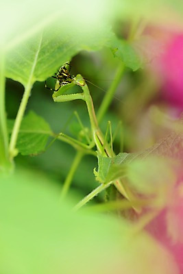 포토 JPG 주간 식물 동물 한마리 곤충 자연 나뭇잎 풍경 근접촬영 사람없음 야외 아웃포커스 먹기 사냥 사마귀 국내포토 자연요소 1 뷰포인트 잎 모션 촬영기법 생태계 파일형식
