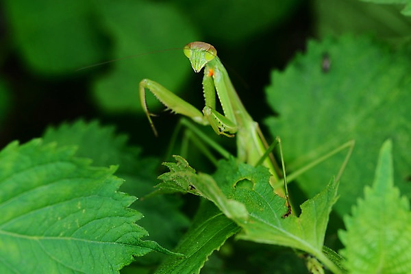 포토 JPG 주간 식물 동물 한마리 곤충 자연 나뭇잎 풍경 근접촬영 사람없음 야외 아웃포커스 사마귀 국내포토 자연요소 1 뷰포인트 잎 촬영기법 생태계 파일형식