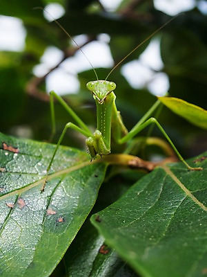 포토 JPG 주간 식물 동물 한마리 곤충 자연 나뭇잎 풍경 근접촬영 사람없음 야외 아웃포커스 사마귀 국내포토 자연요소 1 뷰포인트 잎 촬영기법 생태계 파일형식