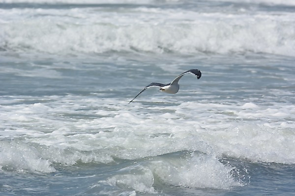 포토 JPG 주간 동물 한마리 파도 자연 갈매기 조류 풍경 사람없음 야외 비행 국내포토 자연요소 1 바다 생태계 파일형식