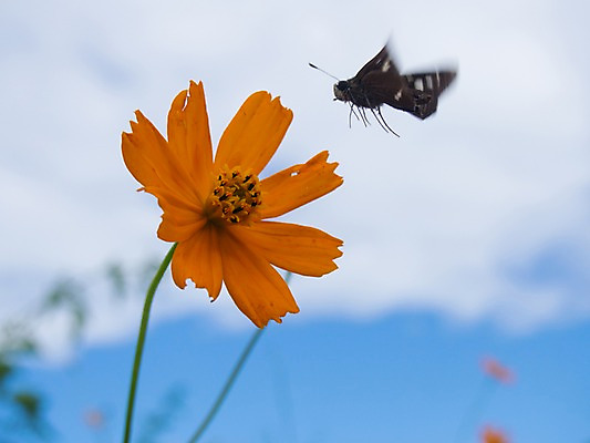 포토 JPG 주간 식물 동물 한마리 꽃 한송이 자연 풍경 사람없음 야외 아웃포커스 주황색 가을 코스모스 나방 국내포토 자연요소 1 계절 컬러 곤충 촬영기법 생태계 송이 파일형식