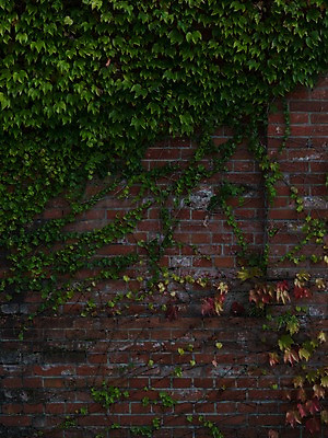 포토 JPG 주간 식물 백그라운드 풍경 사람없음 야외 담장 일본 담쟁이덩굴 벽돌담 국내포토 자연요소 아시아 벽돌 덩굴 파일형식