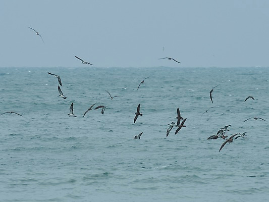 포토 JPG 주간 동물 바다 여러마리 자연 갈매기 풍경 사람없음 야외 수평선 국내포토 자연요소 다수 조류 생태계 파일형식