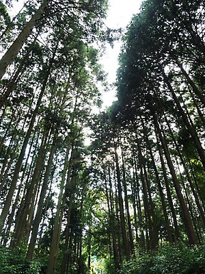 포토 JPG 주간 나무 로우앵글 백그라운드 자연 풍경 사람없음 야외 일본 숲 국내포토 자연요소 식물 아시아 뷰포인트 생태계 파일형식