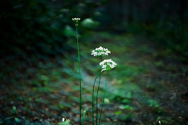 포토 JPG 주간 식물 꽃 자연 풍경 사람없음 야외 아웃포커스 흰색 국내포토 자연요소 컬러 촬영기법 생태계 파일형식