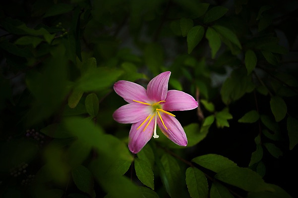 포토 JPG 식물 꽃 분홍색 잎 한송이 자연 풍경 사람없음 야외 아웃포커스 꽃술_꽃 국내포토 1 컬러 촬영기법 생태계 송이 파일형식