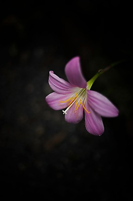 포토 JPG 식물 꽃 분홍색 한송이 자연 풍경 근접촬영 사람없음 야외 꽃술_꽃 국내포토 1 뷰포인트 컬러 생태계 송이 파일형식