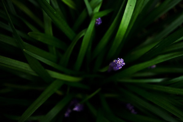 포토 JPG 식물 꽃 자연 풍경 근접촬영 사람없음 야외 아웃포커스 보라색 풀잎 국내포토 뷰포인트 컬러 잎 촬영기법 풀_식물 생태계 파일형식