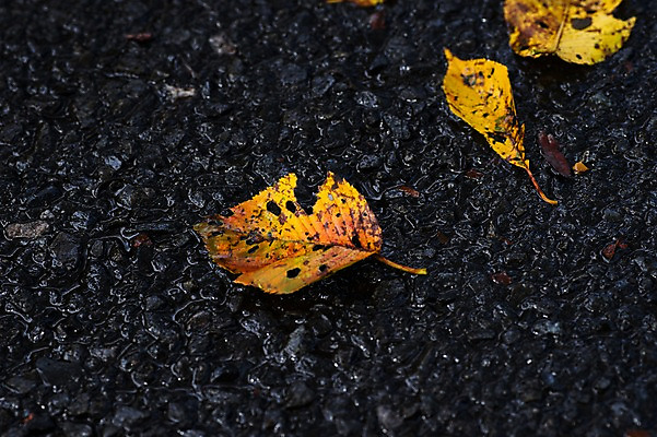포토 JPG 식물 낙엽 자연 나뭇잎 바닥 풍경 사람없음 야외 가을 비 국내포토 자연요소 계절 잎 날씨 생태계 파일형식