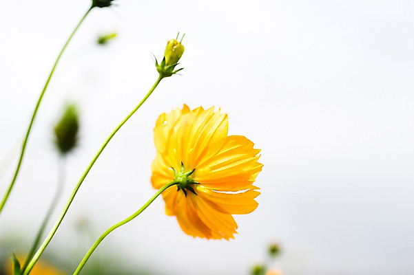 포토 JPG 주간 식물 꽃 한송이 자연 풍경 근접촬영 사람없음 야외 아웃포커스 노란색 가을 코스모스 국내포토 자연요소 1 계절 뷰포인트 컬러 촬영기법 생태계 송이 파일형식