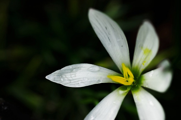 포토 JPG 식물 꽃 한송이 자연 풍경 근접촬영 사람없음 야외 아웃포커스 흰색 국내포토 1 뷰포인트 컬러 촬영기법 생태계 송이 파일형식