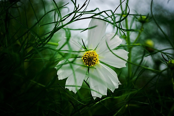 포토 JPG 식물 꽃 한송이 자연 풍경 근접촬영 사람없음 야외 아웃포커스 가을 흰색 풀잎 코스모스 국내포토 1 계절 뷰포인트 컬러 잎 촬영기법 풀_식물 생태계 송이 파일형식