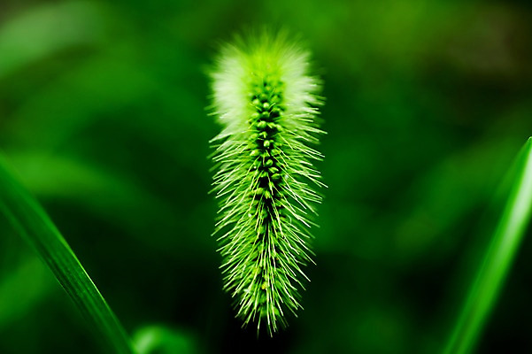 포토 JPG 식물 자연 풍경 근접촬영 사람없음 야외 아웃포커스 초록색 풀잎 강아지풀 국내포토 뷰포인트 컬러 잎 촬영기법 풀_식물 생태계 한해살이풀 파일형식