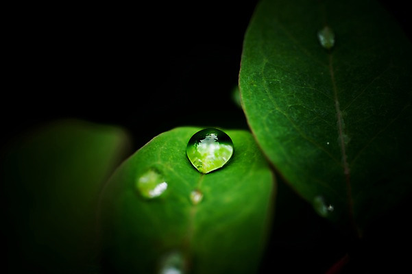 포토 JPG 식물 잎 자연 풍경 근접촬영 사람없음 야외 아웃포커스 초록색 물방울 이슬 국내포토 뷰포인트 컬러 촬영기법 생태계 파일형식