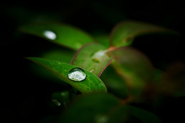 포토 JPG 식물 잎 자연 풍경 근접촬영 사람없음 야외 아웃포커스 초록색 물방울 이슬 국내포토 뷰포인트 컬러 촬영기법 생태계 파일형식