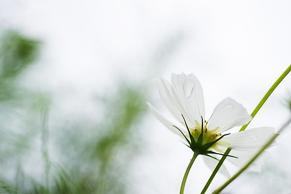 포토 JPG 주간 식물 꽃 한송이 자연 풍경 근접촬영 사람없음 야외 아웃포커스 가을 풀잎 코스모스 국내포토 자연요소 1 계절 뷰포인트 잎 촬영기법 풀_식물 생태계 송이 파일형식