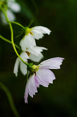 포토 JPG 식물 꽃 자연 풍경 근접촬영 사람없음 야외 아웃포커스 가을 코스모스 세송이 국내포토 계절 뷰포인트 촬영기법 3 생태계 파일형식