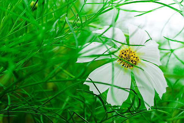 포토 JPG 주간 식물 꽃 한송이 자연 풍경 근접촬영 사람없음 야외 아웃포커스 가을 흰색 풀잎 코스모스 국내포토 자연요소 1 계절 뷰포인트 컬러 잎 촬영기법 풀_식물 생태계 송이 파일형식