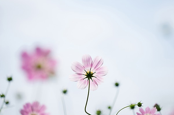 포토 JPG 주간 식물 꽃 분홍색 자연 풍경 사람없음 야외 아웃포커스 가을 코스모스 국내포토 자연요소 계절 컬러 촬영기법 생태계 파일형식